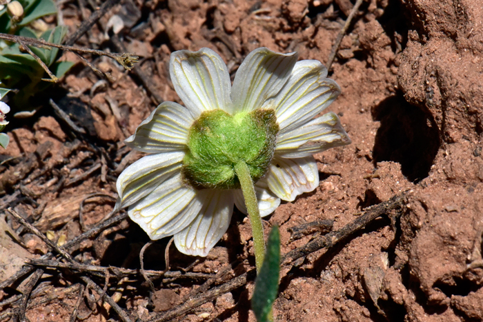 Melampodium leucanthum, Plains Blackfoot Daisy